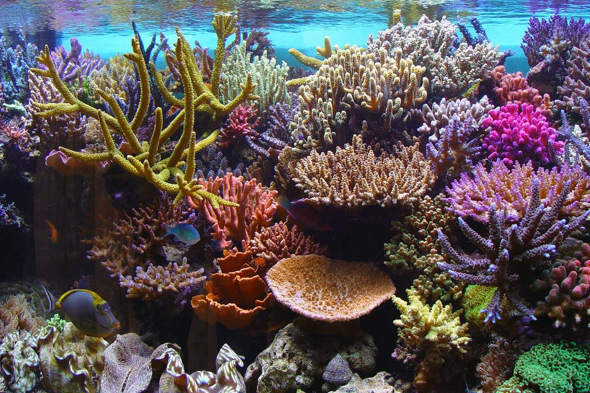 coral closeup