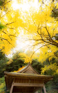 japan-fall-yellow-1050x1680.jpg