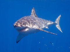 Great_White_Shark_(14730719119).jpg
