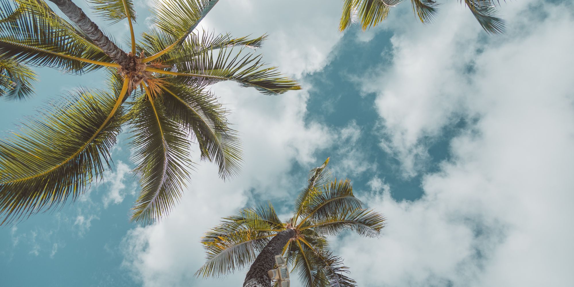 view looking up at palm trees