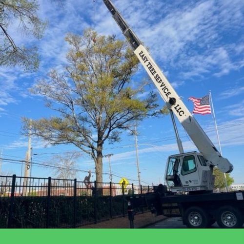 tree crane