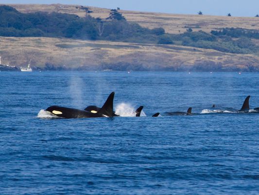 Pod of Orcas