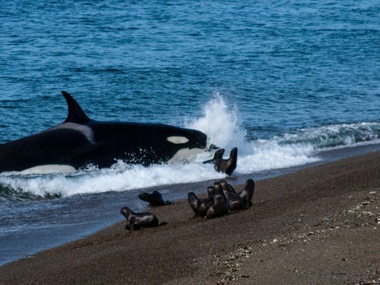 beaching whales