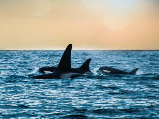 orca family