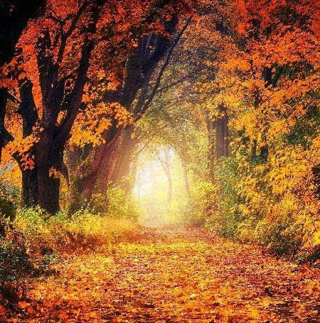 autumn-path.jpg