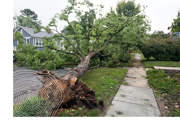 Fallen tree