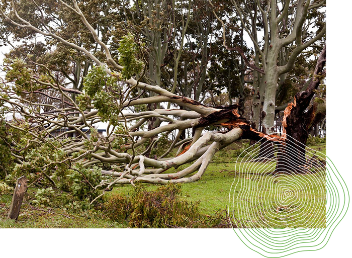 Tree broken by a storm