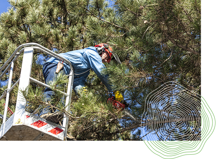 IMG 2 - Tree Trimming and Pruning.png