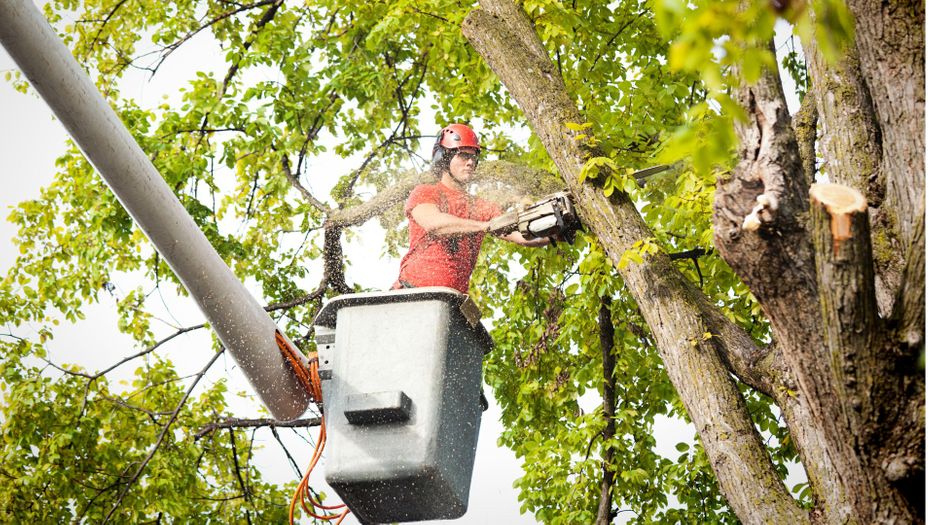 Choosing an Eco-Friendly Tree Trimming Service What to Consider Header.jpg
