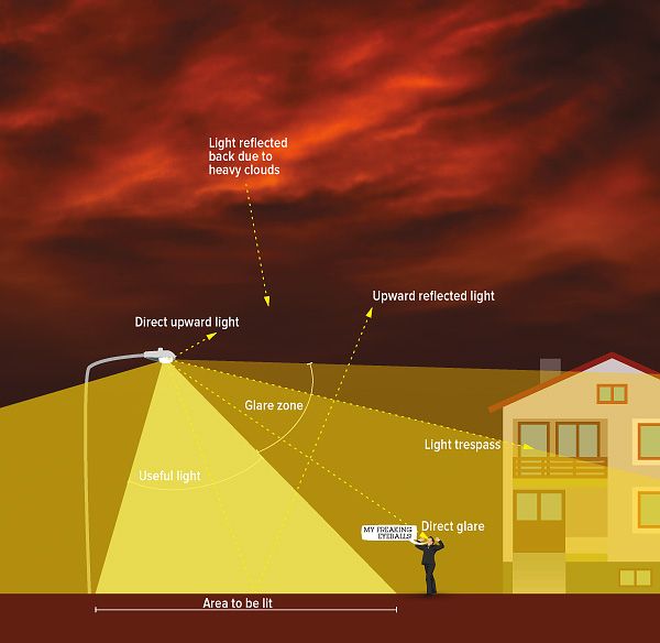 Hit the Lights! Light Pollution's Negative Impact on Urban Trees