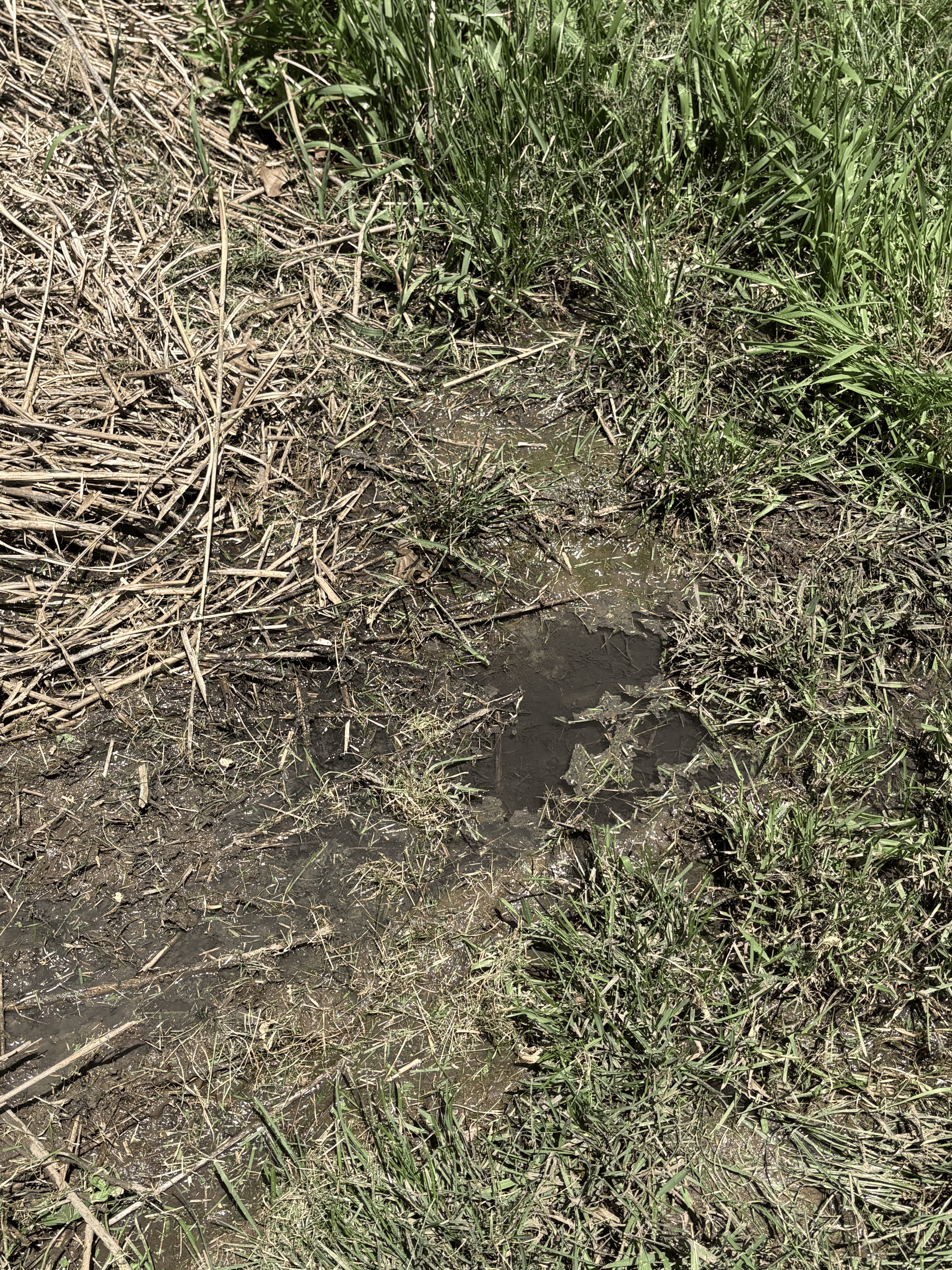 IMG_0368.png