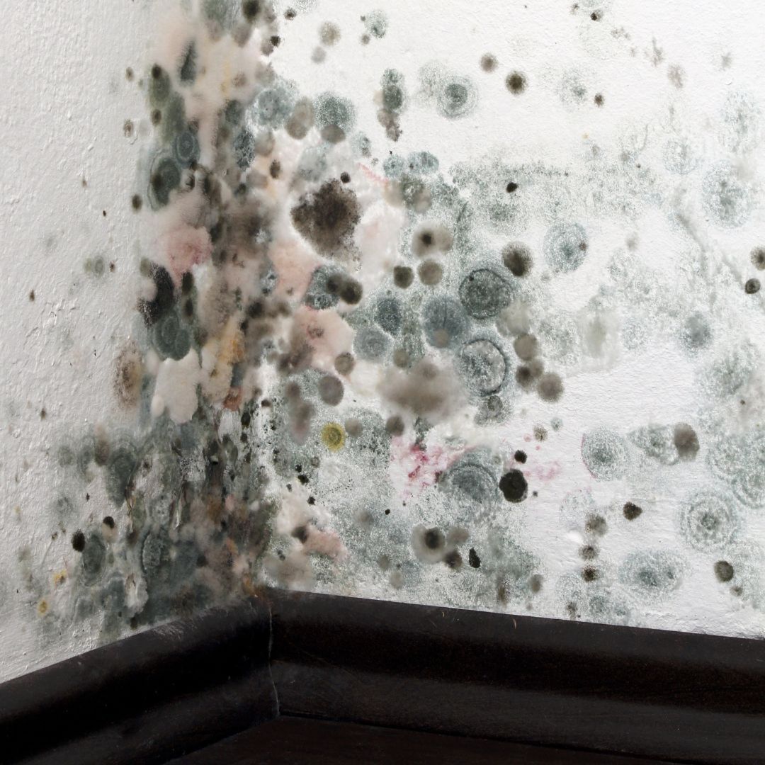 mold in house corner