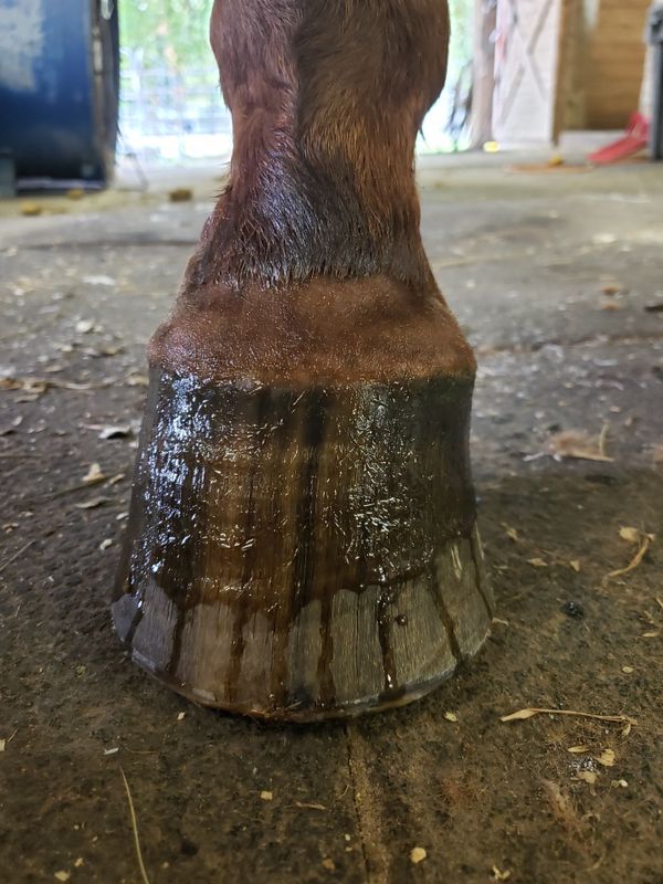 Laminitis