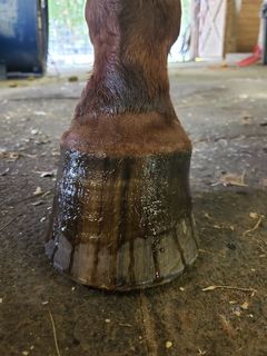Laminitis