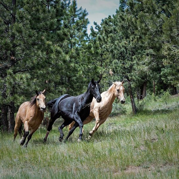 1080x1080Social-1-equine.jpg