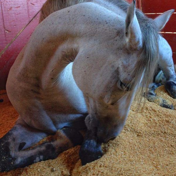 Don’t let Laminitis have the final word.