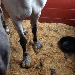 Horse Legs