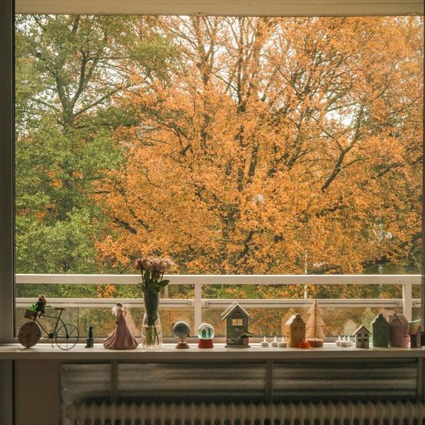 tree with fall leaves through large window
