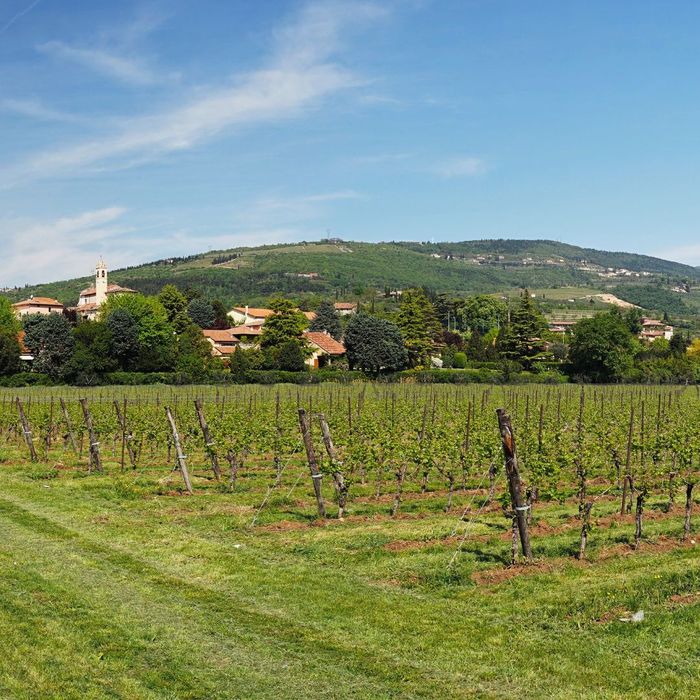 The Veneto region with a vineyard and hills