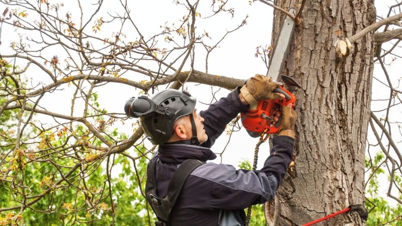 pruning branch with chainsaw