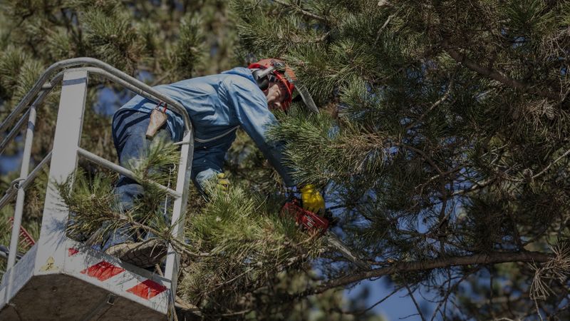 Why Hiring a True Tree Expert Matters.jpg