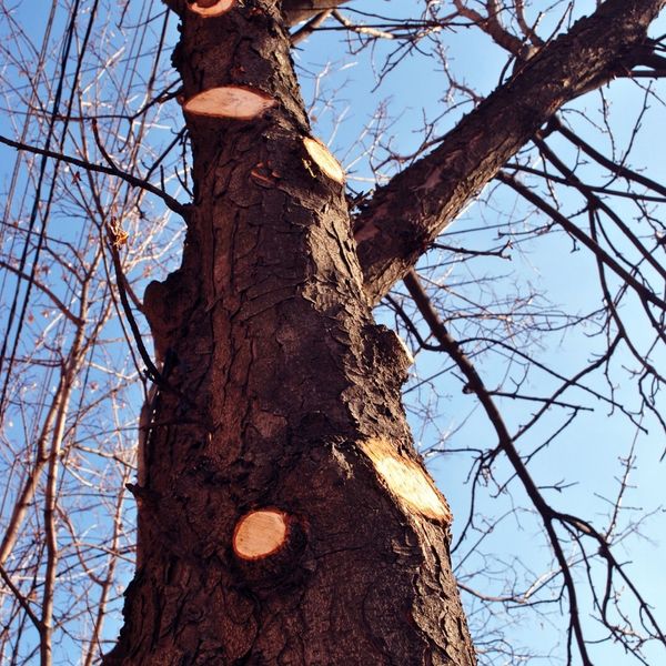 Emergency Tree Care - Image 2.jpg