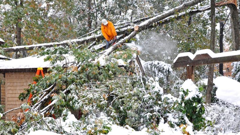 arborist cutting down fallen snow-covered tree branches