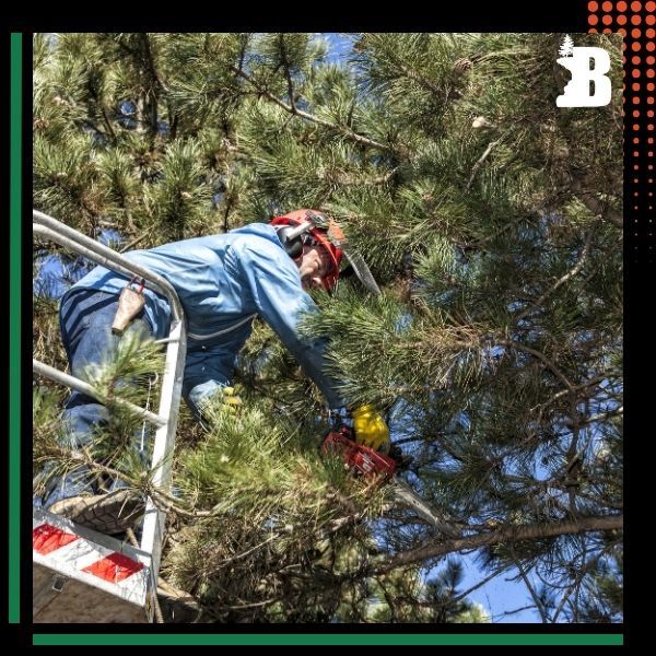 a person pruning an evergreen tree Tree Pruning (3).jpg