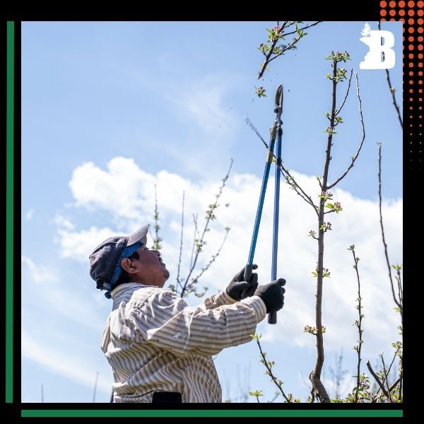 a man pruning a tree Tree Pruning.jpg