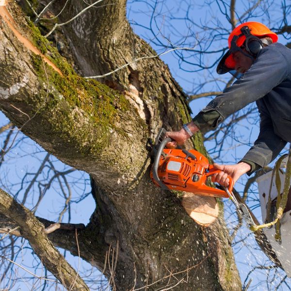 Why Hiring a True Tree Expert Matters - Image 4.jpg