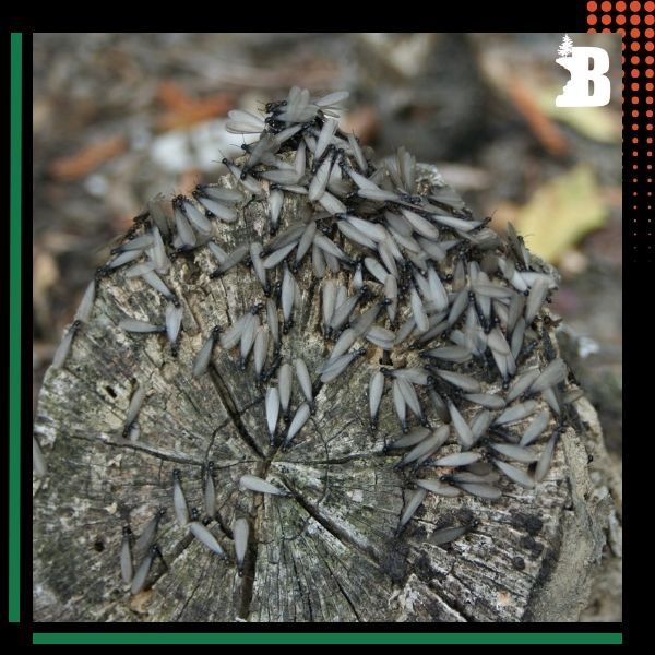 insects on a stump Stump Removal.jpg
