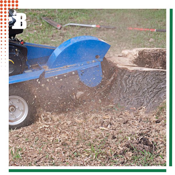 TreeRemoval-img4.png