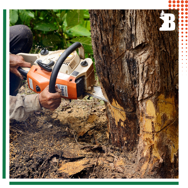 TreeRemoval-img1.png