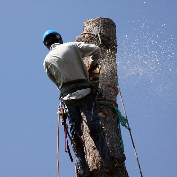 Emergency Tree Care - Image 1.jpg