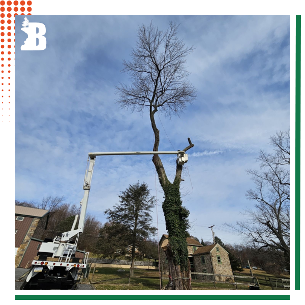 TreeRemoval-img2.png