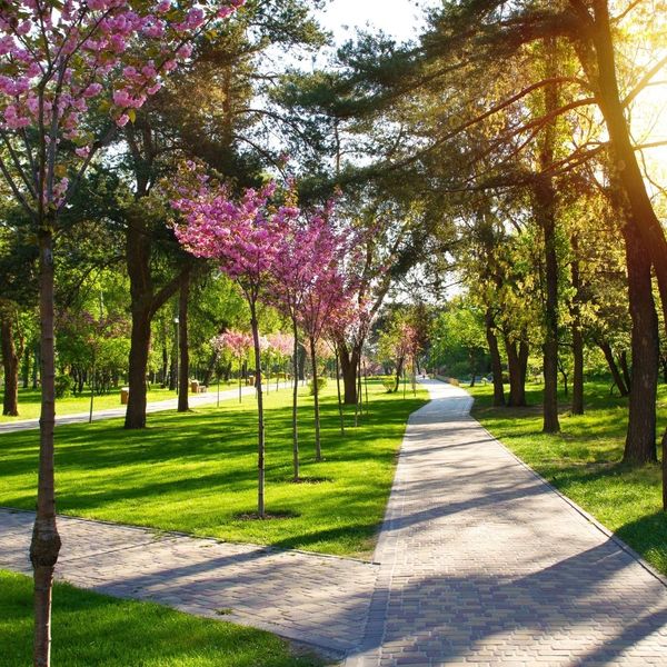 path in park with tidy trees