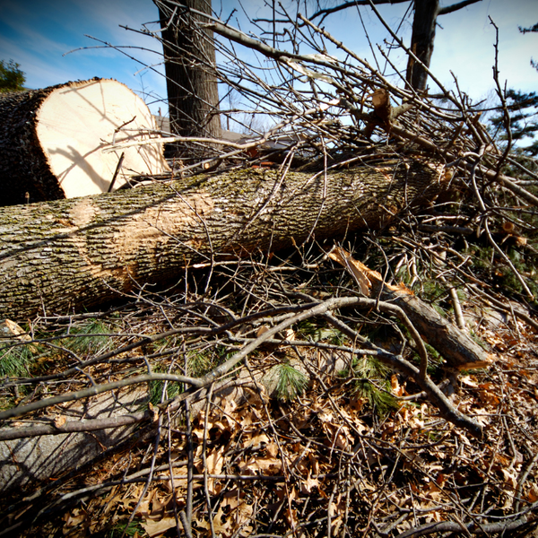 Landscaping Debris Removal - Image 1.png