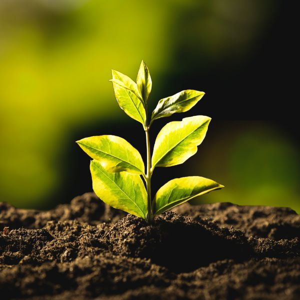 plant growing out of soil