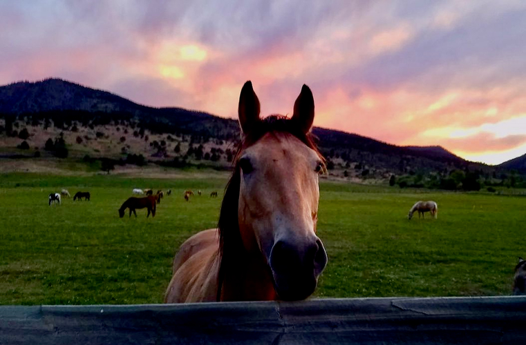Sylvan Dale Ranch - Photo SDR.jpeg