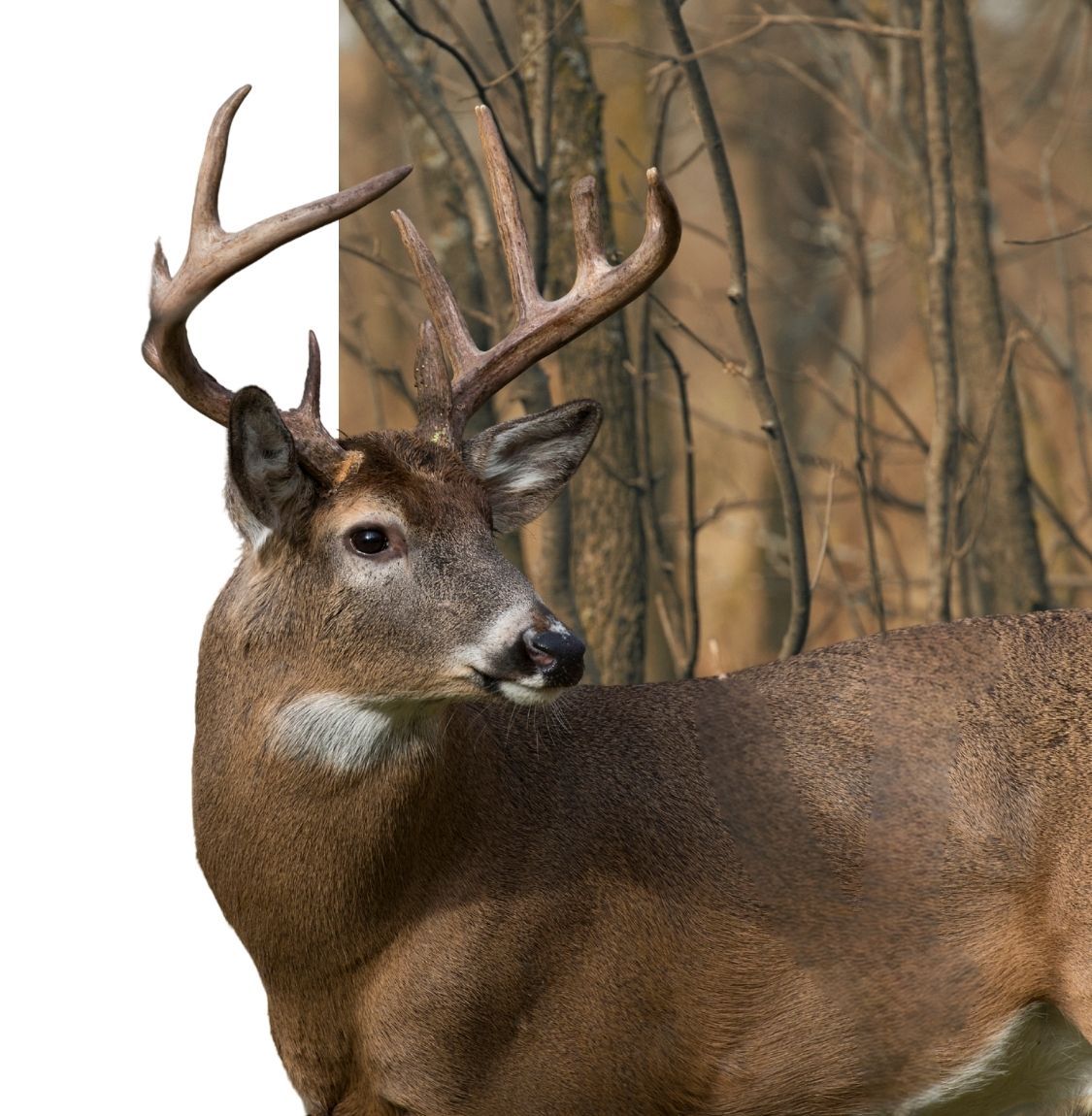 large trophy buck in wooded area 