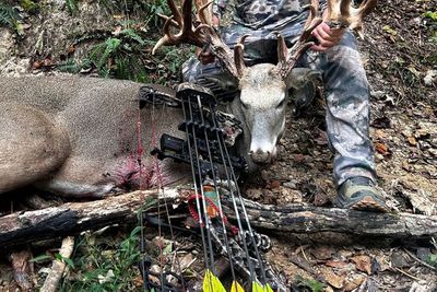 A whitetail deer after being hunted.
