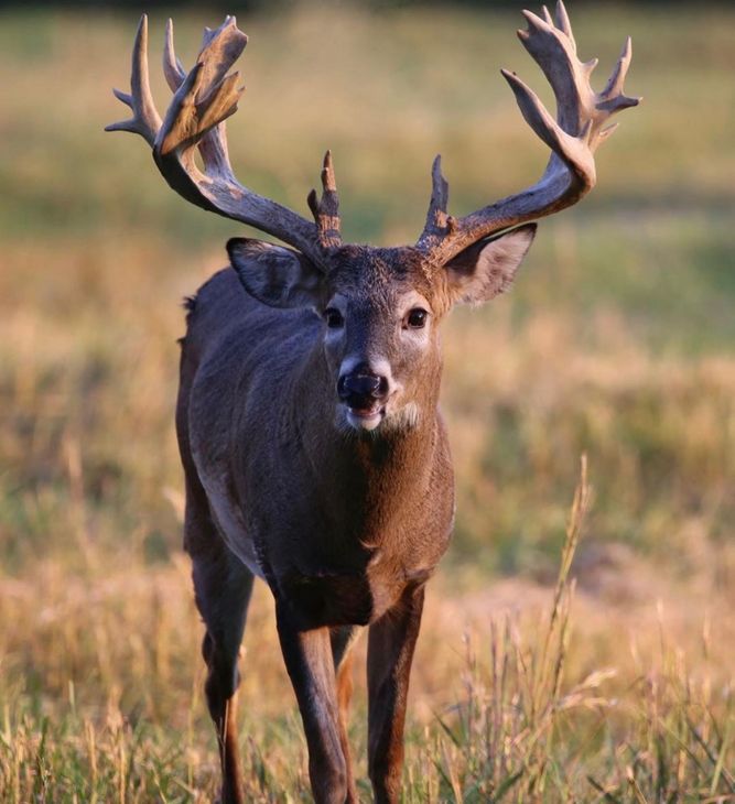 Large trophy whitetail buck with an impressive rack walking directly toward the camera Large trophy whitetail buck with an impressive rack walking directly toward the camera