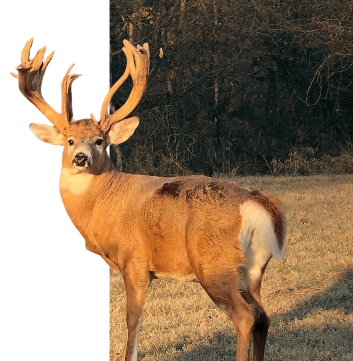 whitetail buck