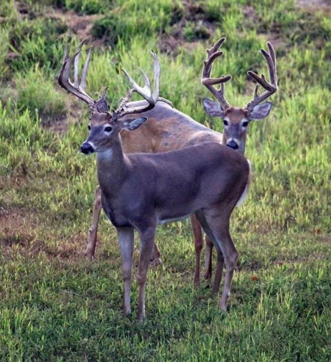 Two whitetail bucks with large antlers standing together on a grassy hillside Two whitetail bucks with large antlers standing together on a grassy hillside