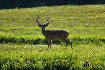 A whitetail deer.