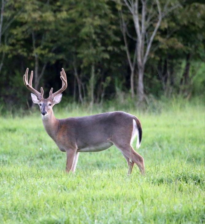 Whitetail buck with a young rack standing profile in a lush green grassy field Whitetail buck with a young rack standing profile in a lush green grassy field