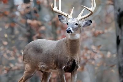 A whitetail deer in the woods.