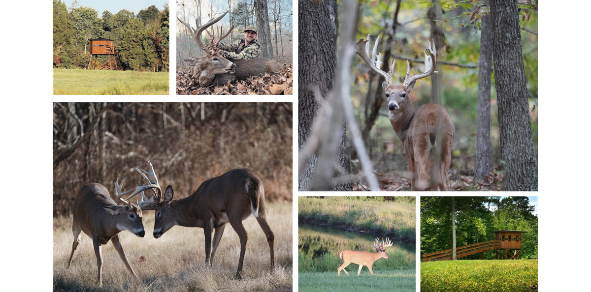 A large collage showing whitetail deer, hunting  boxes, and a hunter with his trophy deer