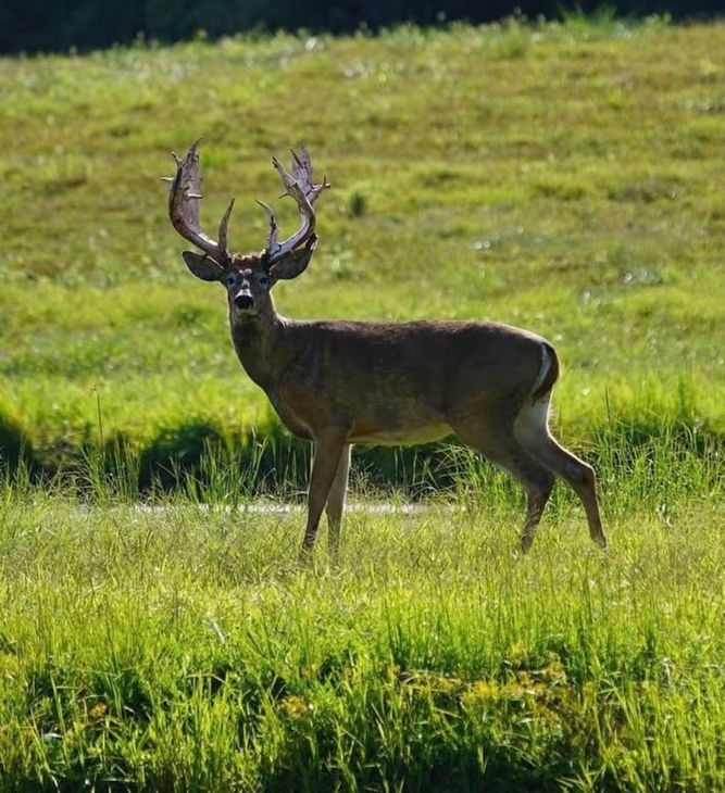 Whitetail buck standing alert in an open green field under bright sunlight Whitetail buck standing alert in an open green field under bright sunlight