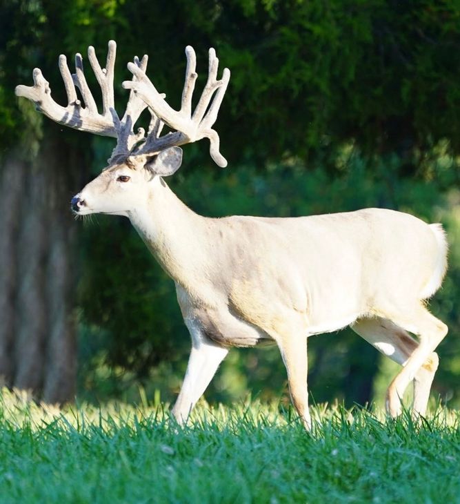 Rare white buck with massive velvet antlers walking across a green pasture Rare white buck with massive velvet antlers walking across a green pasture
